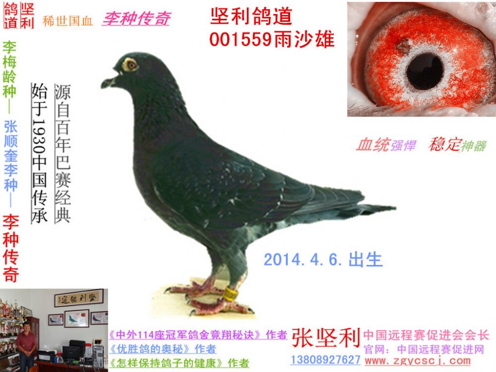 空运:按次数计算,得标1羽及多羽,每次均按300元支付,鸽友必信鸽拍卖