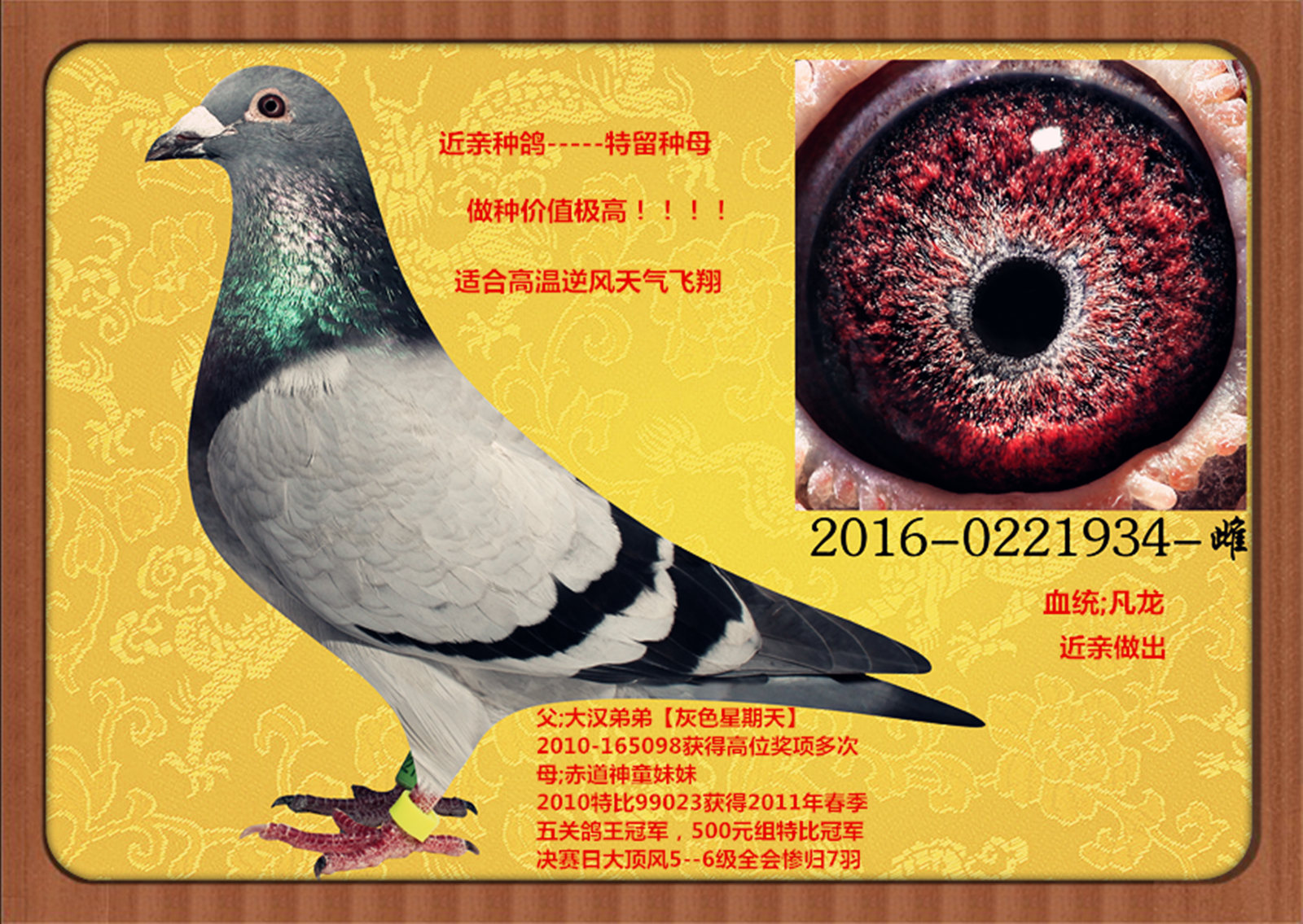 空运:按次数计算,得标1羽及多羽,每次均按300元支付,鸽友必须自行到