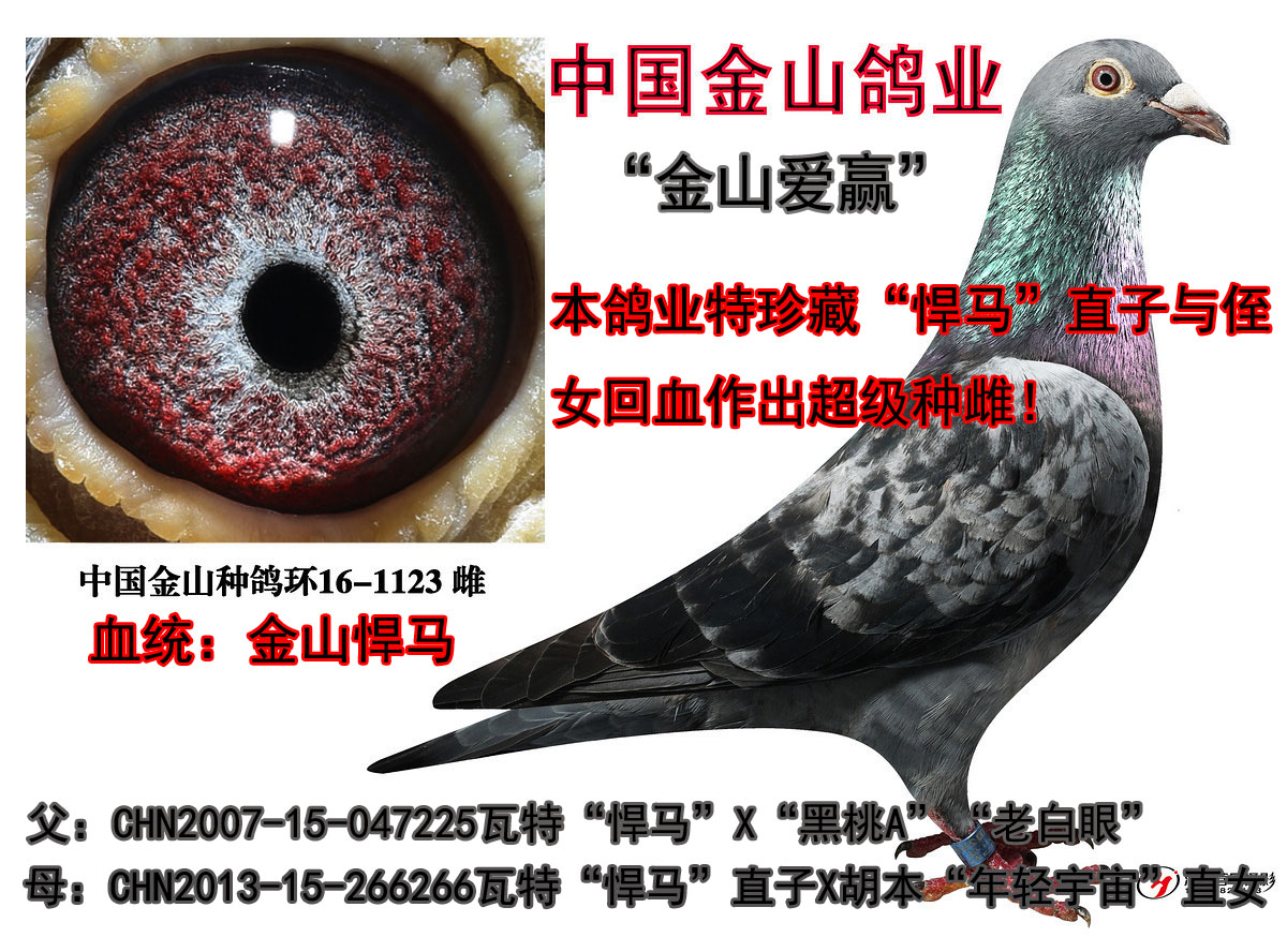 中国金山鸽业 - 中信网铭鸽展厅 www.ag188.com