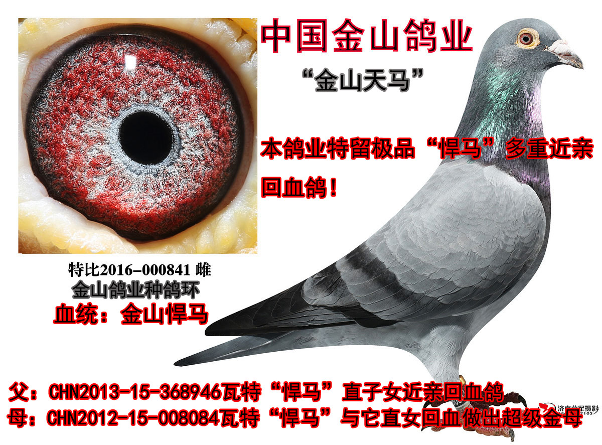 中国金山鸽业 - 中信网铭鸽展厅 www.ag188.com