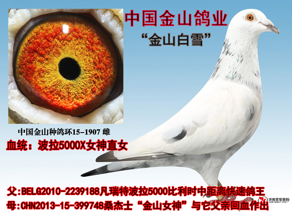 信鸽在线拍卖平台 - 中国信鸽信息网