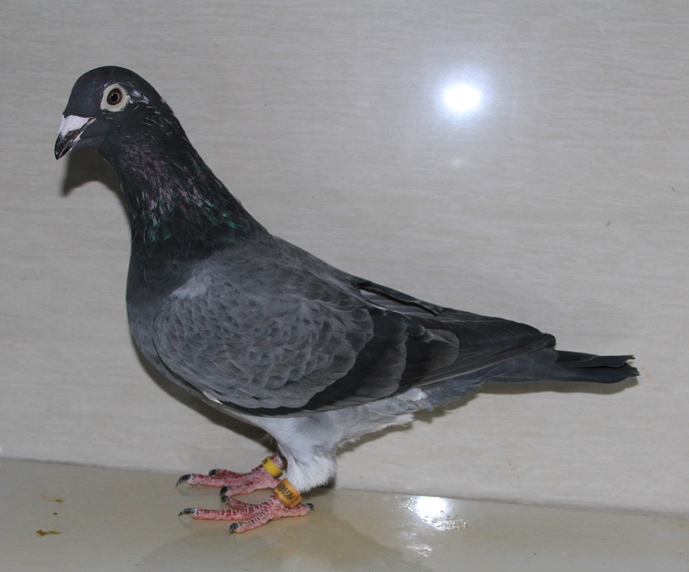 >> 查看拍卖商品