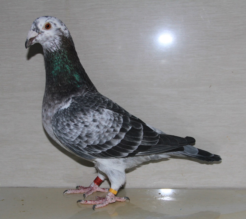 信鸽拍卖首页 拍卖专题 >> 查看拍卖商品    首 页  铭 鸽  新鸽上架