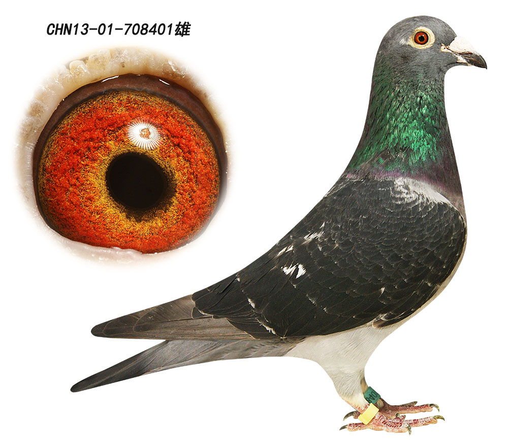 西格穆勒原棚种鸽 保证金级 拍卖