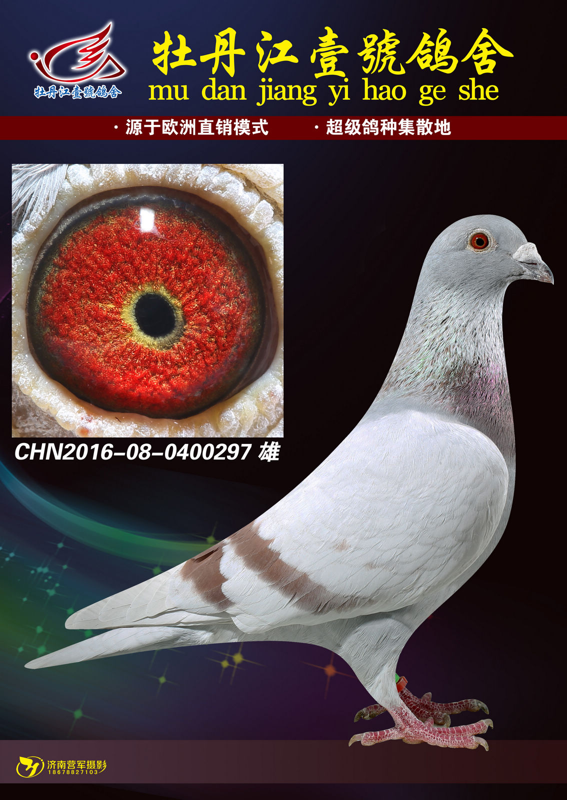 信鸽在线拍卖平台 - 中国信鸽信息网