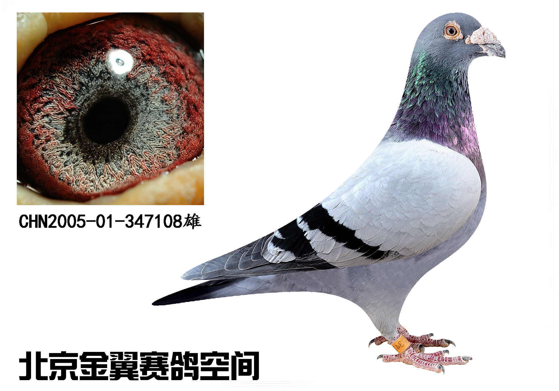 功勋老种鸽 盖比白腹号 保证金级 拍卖