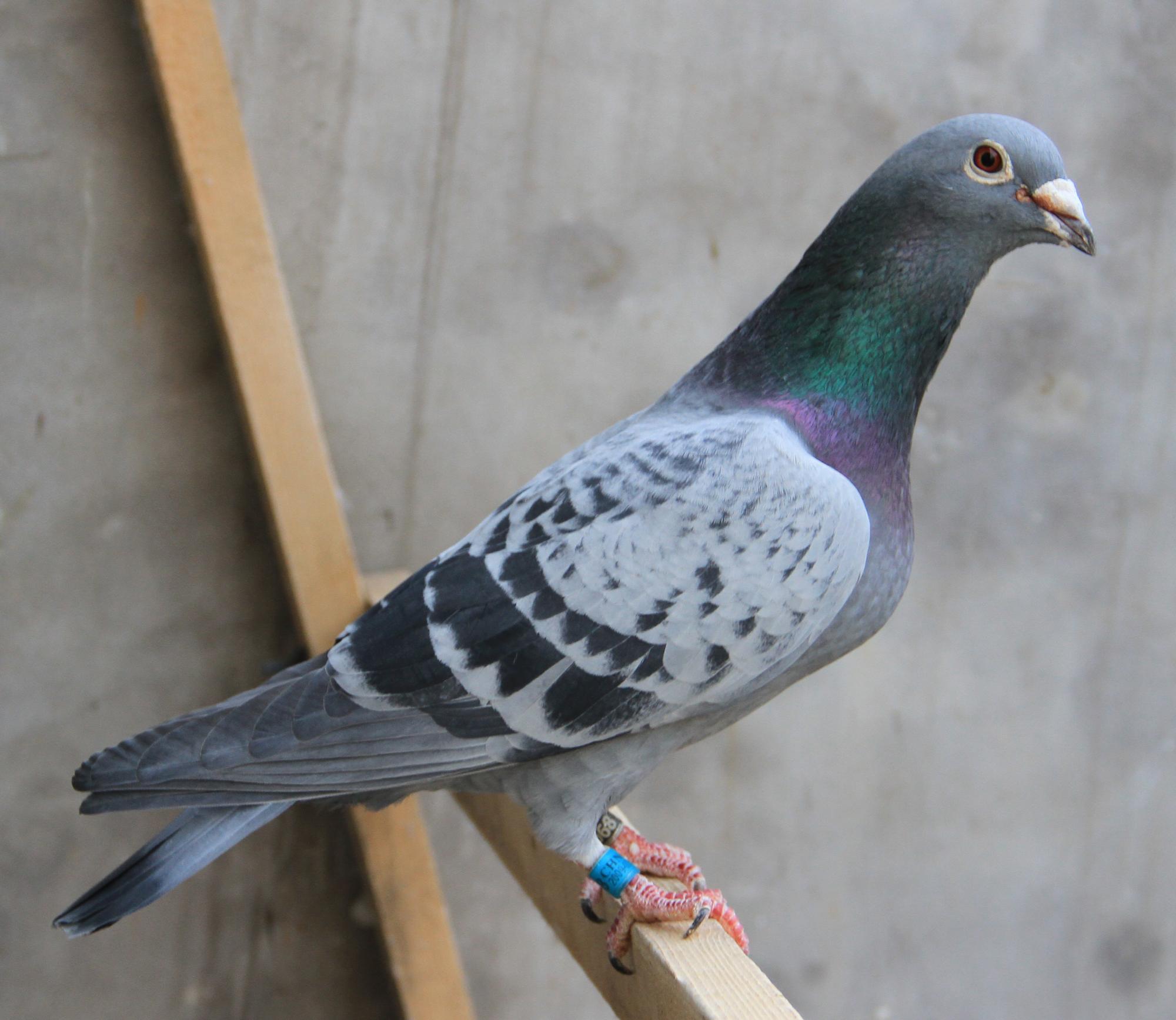 信鸽拍卖首页 拍卖专题 >> 查看拍卖商品    首 页  铭 鸽  新鸽上架