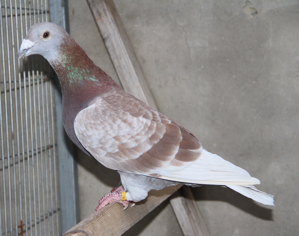 信鸽在线拍卖平台 - 中国信鸽信息网