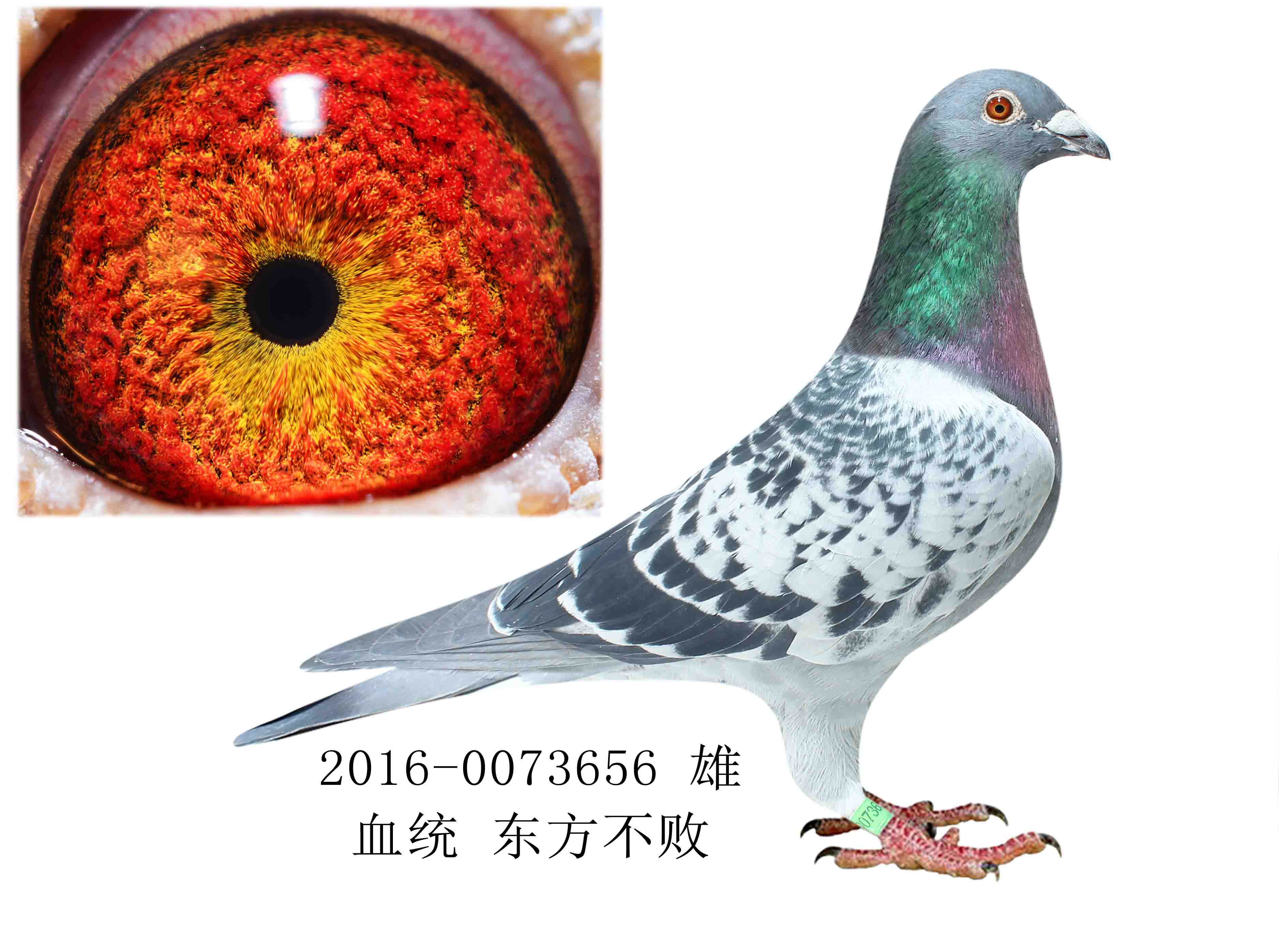 东方不败 保证金级 拍卖