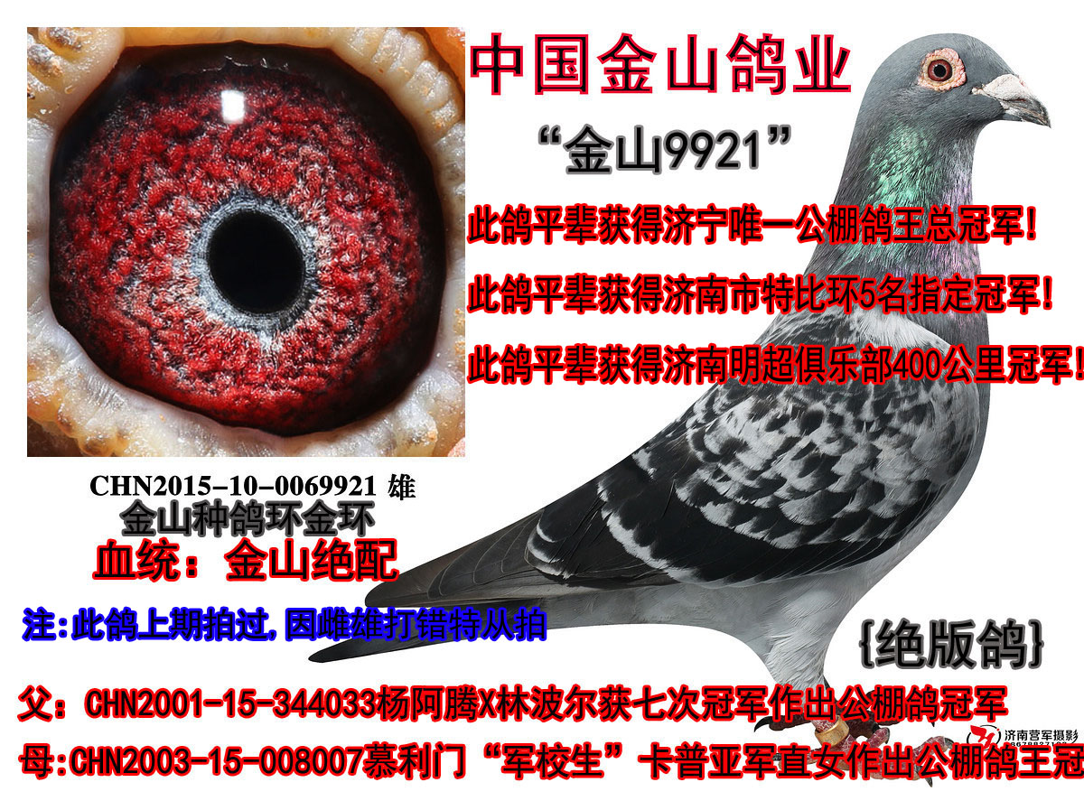 中国金山鸽业 - 中信网铭鸽展厅 www.ag188.com