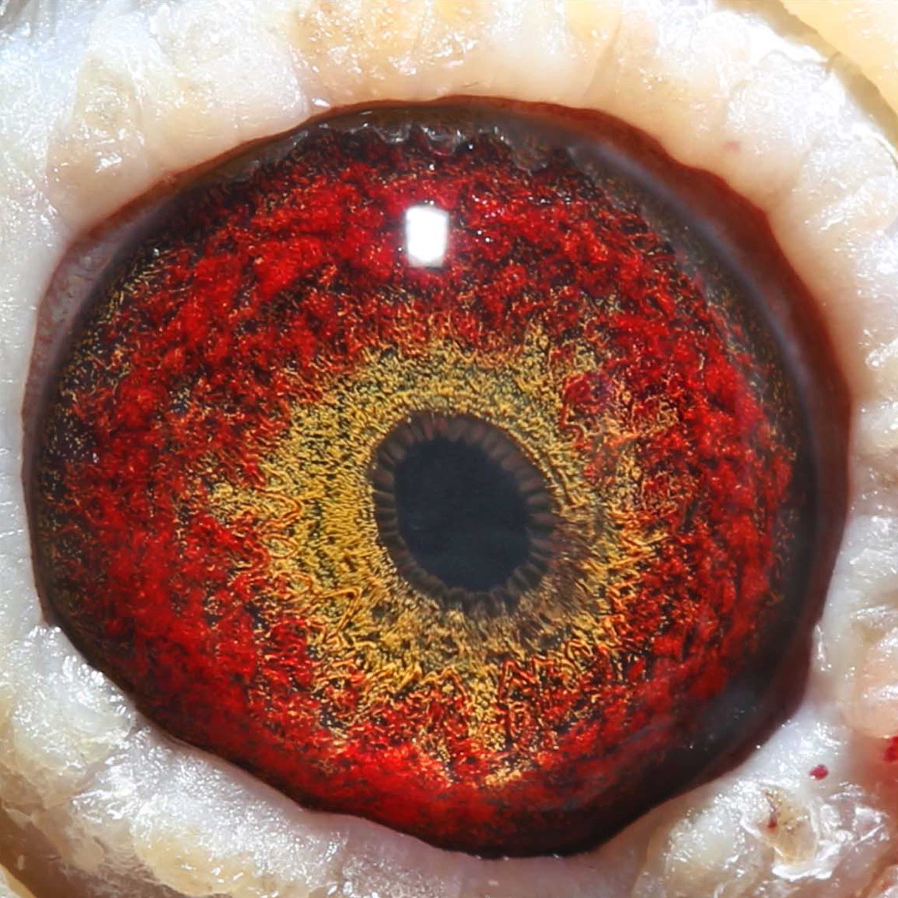 信鸽在线拍卖平台 - 中国信鸽信息网