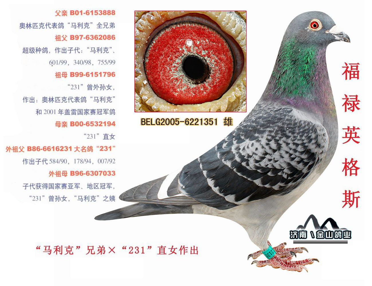 信鸽在线拍卖平台 - 中国信鸽信息网