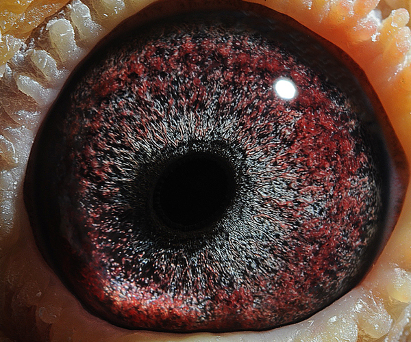 信鸽在线拍卖平台 - 中国信鸽信息网