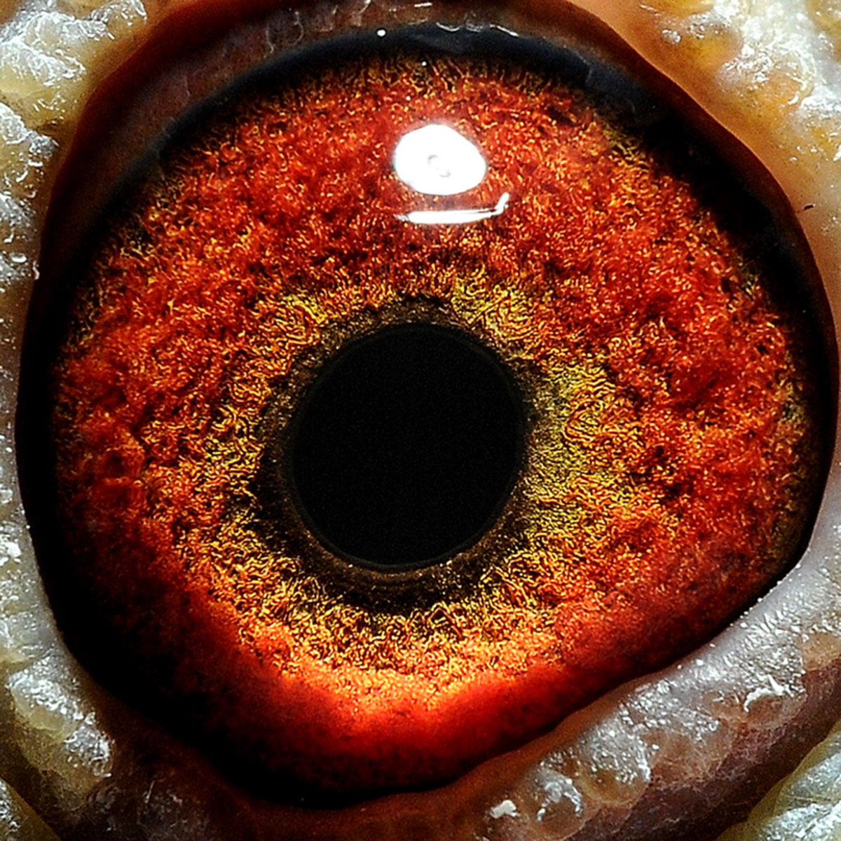 >> 查看拍卖商品