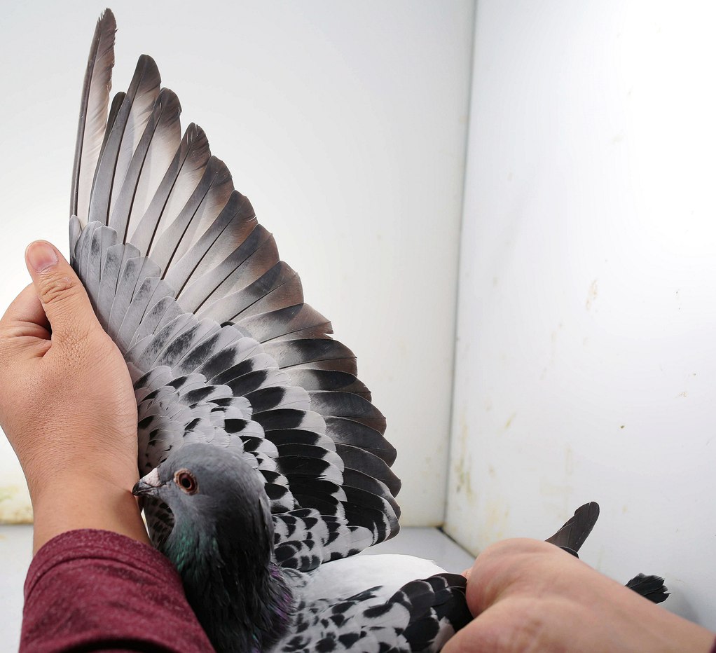 >> 查看拍卖商品