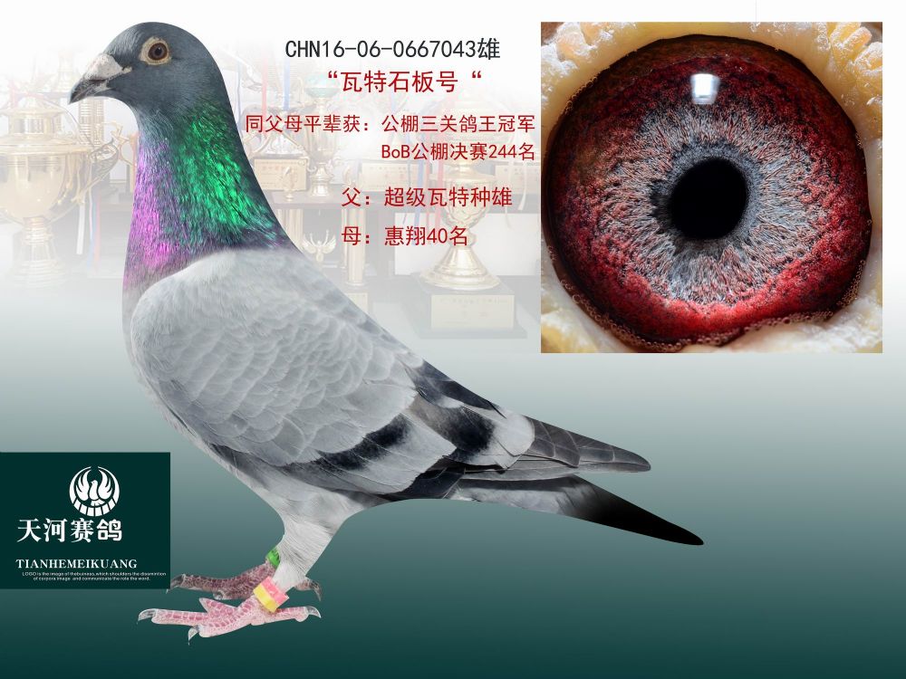 信鸽在线拍卖平台 - 中国信鸽信息网