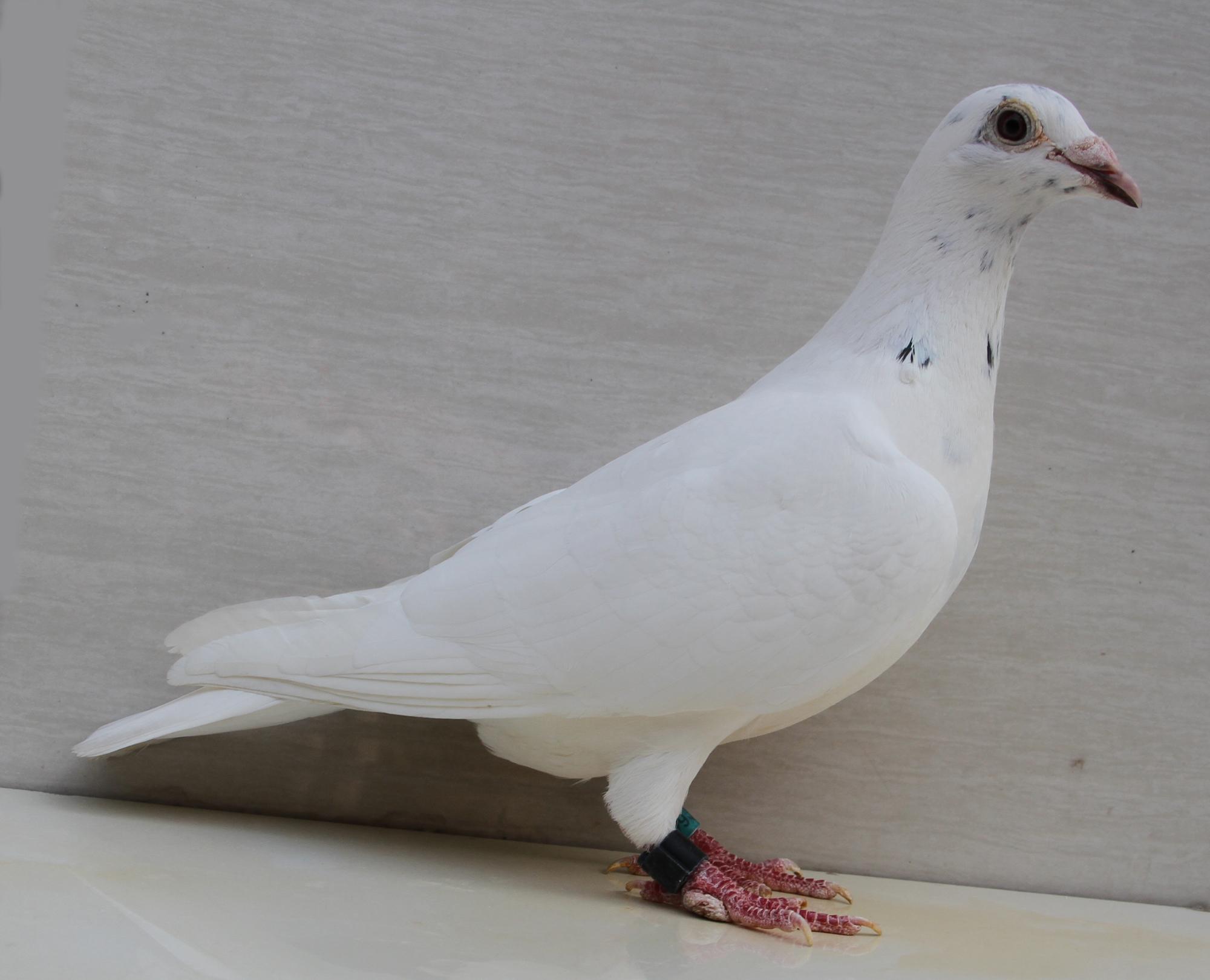 信鸽在线拍卖平台 - 中国信鸽信息网