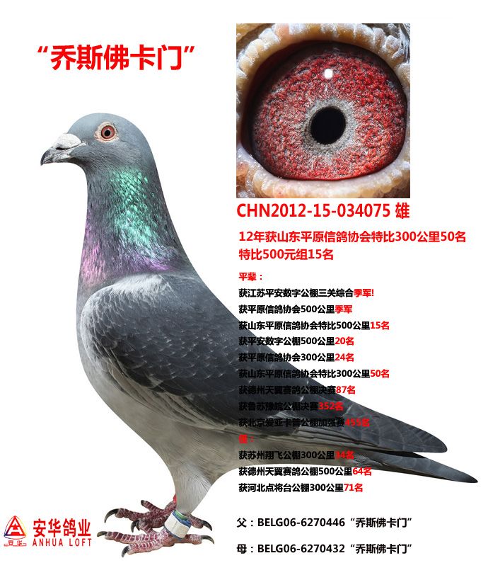 山东安华鸽业 - 中信网铭鸽展厅 www.ag188.com