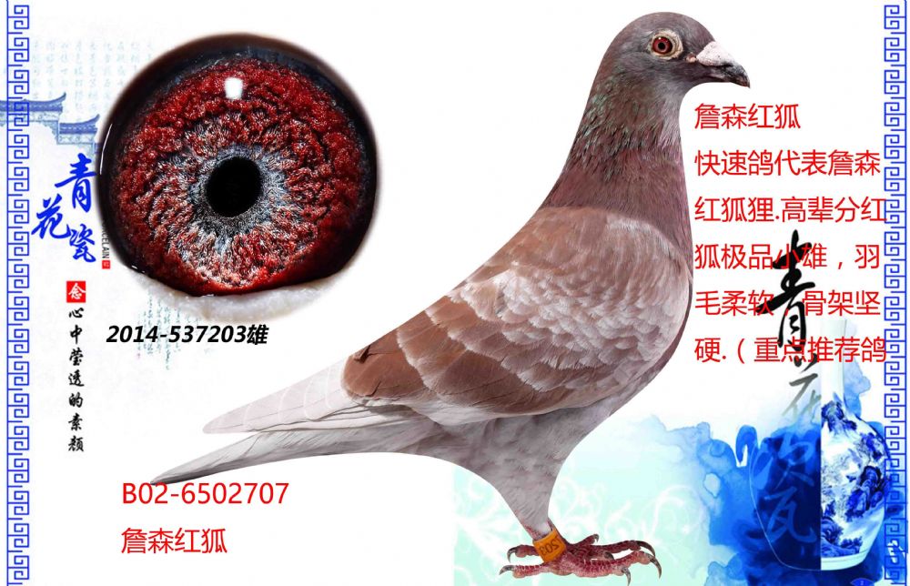 信鸽在线拍卖平台 - 中国信鸽信息网