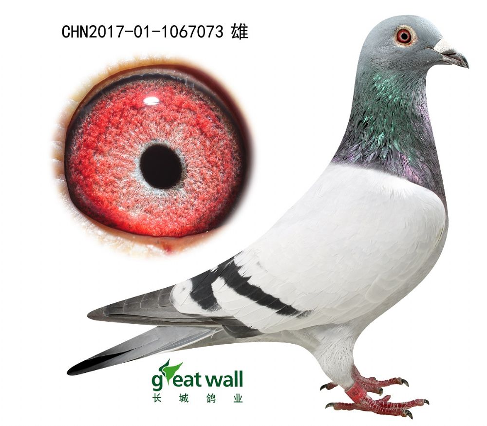 信鸽在线拍卖平台 - 中国信鸽信息网