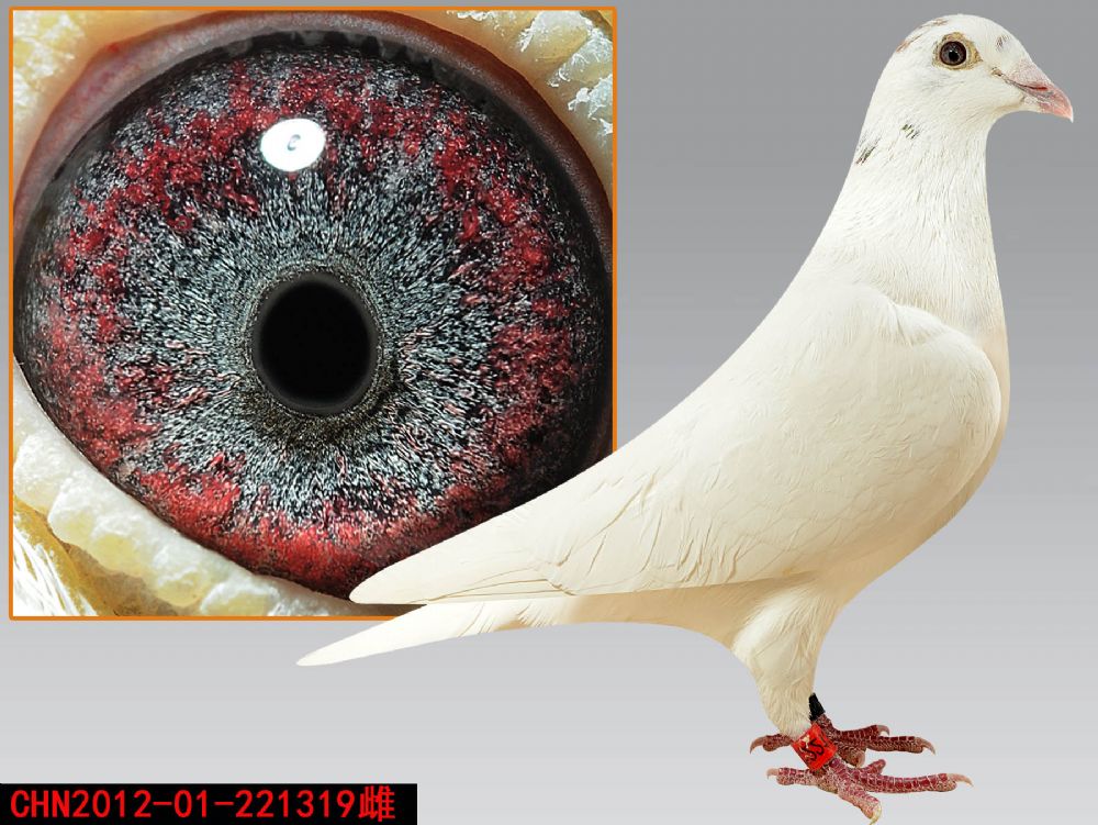 信鸽拍卖首页 拍卖专题 >> 查看拍卖商品   仅此一羽 幕利门紫罗兰