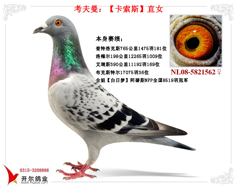 唐山开尔鸽业 - 中信网铭鸽展厅 www.ag188.com