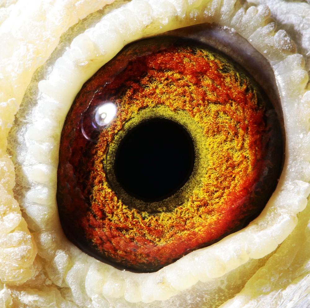 多次获奖奖鸽 保证金级 拍卖