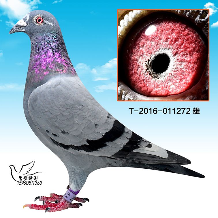 >> 查看拍卖商品
