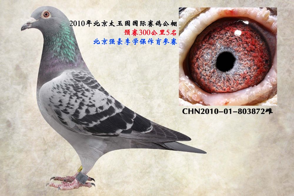 太玉园预赛5名(李学保) 保证金级 拍卖