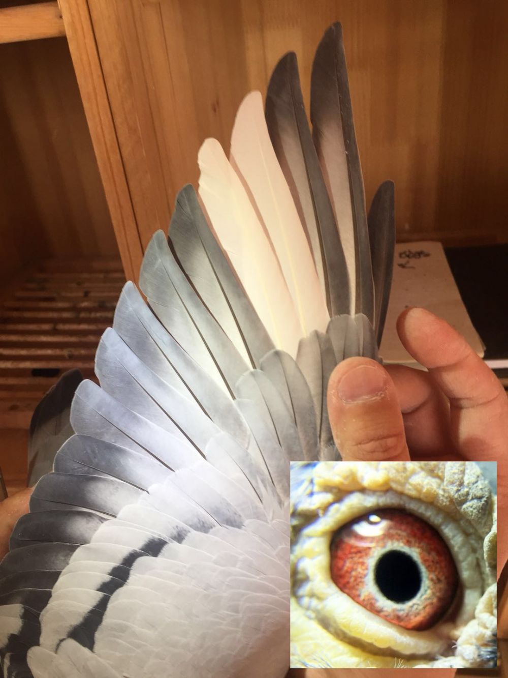 5.胡本x詹森.770141 保证金级 拍卖