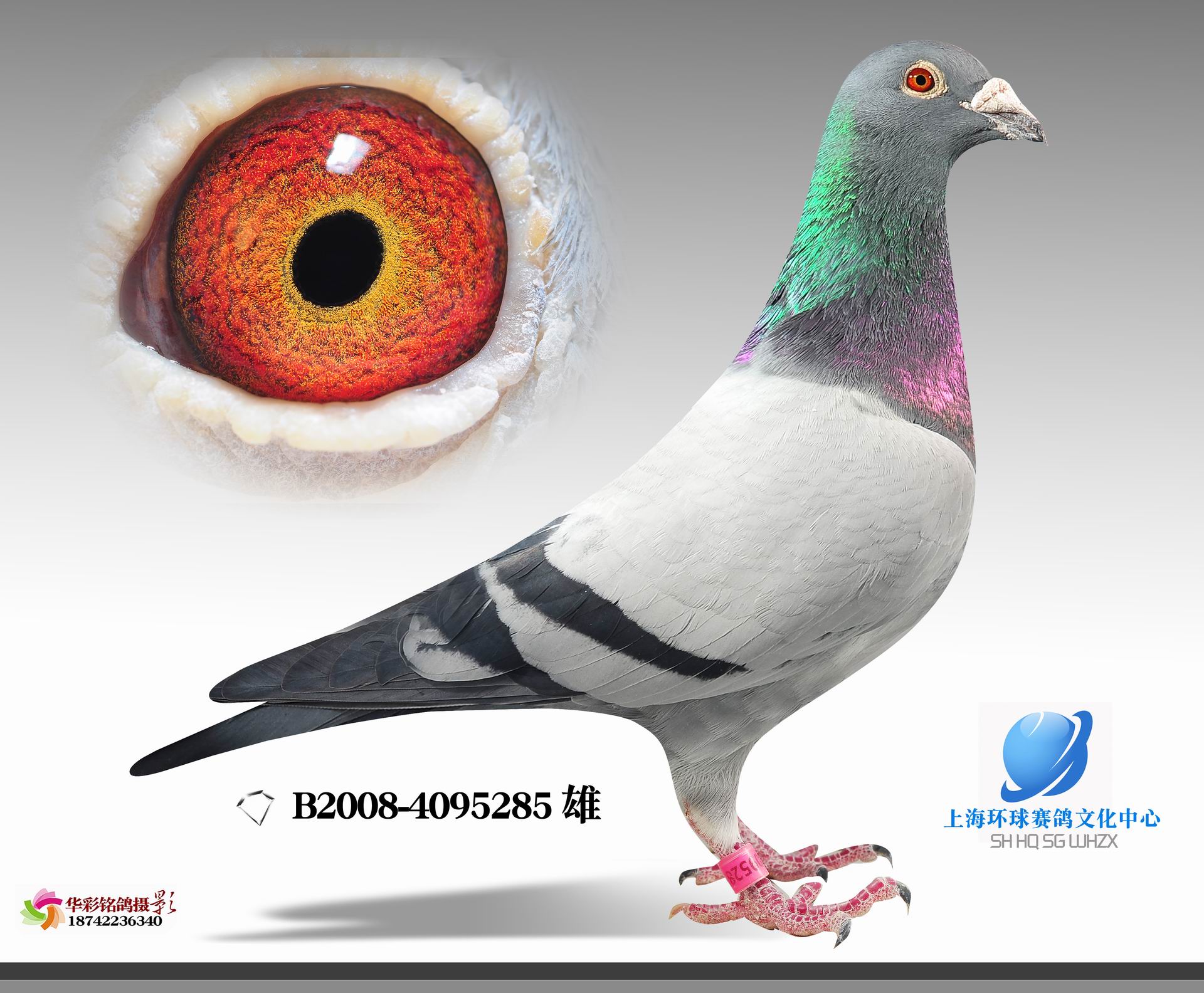 信鸽拍卖首页 拍卖专题 >> 查看拍卖商品 相关图片