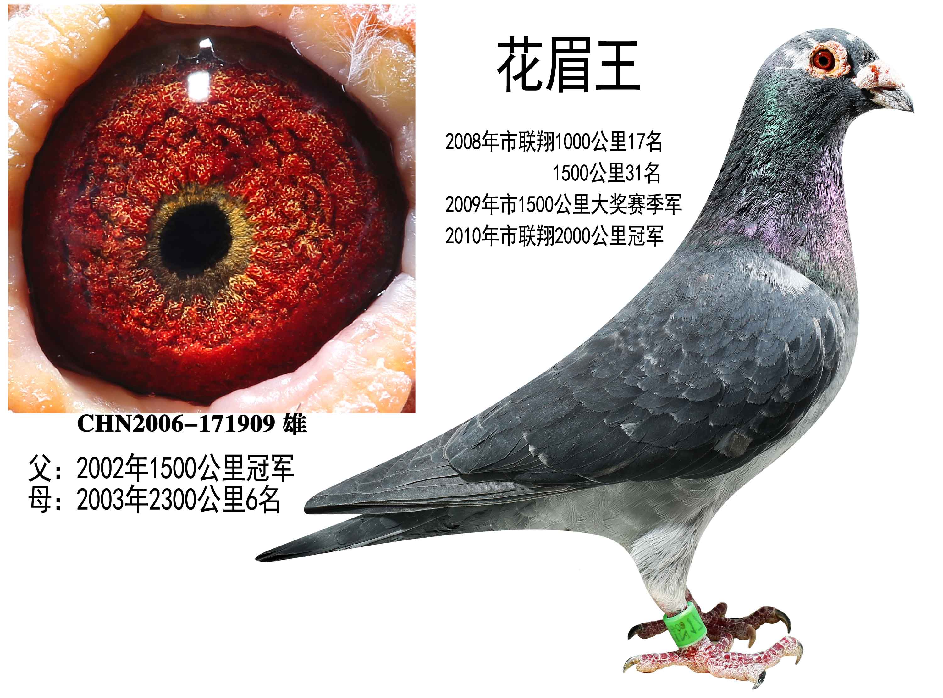 信鸽在线拍卖平台 - 中国信鸽信息网