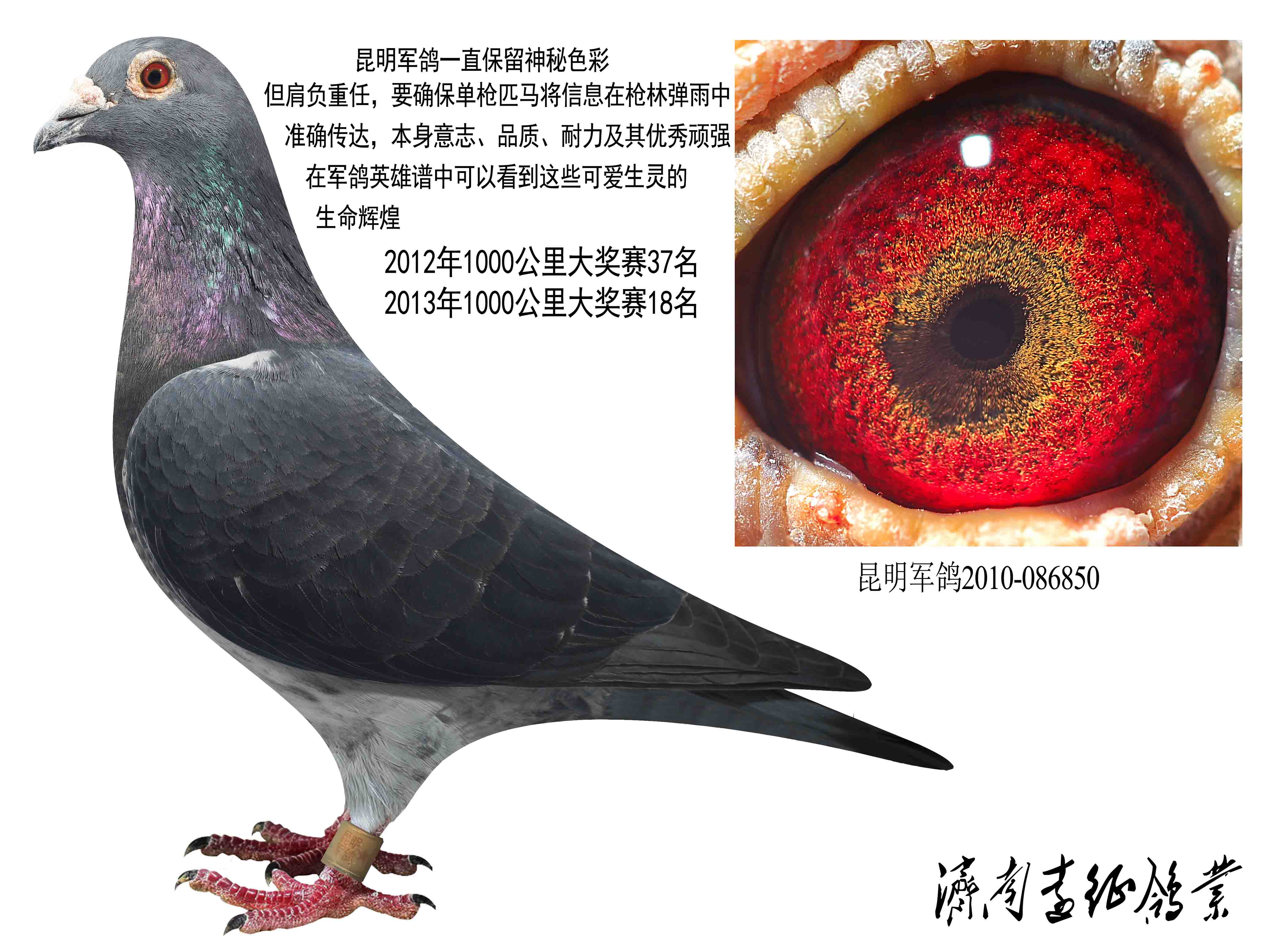信鸽在线拍卖平台