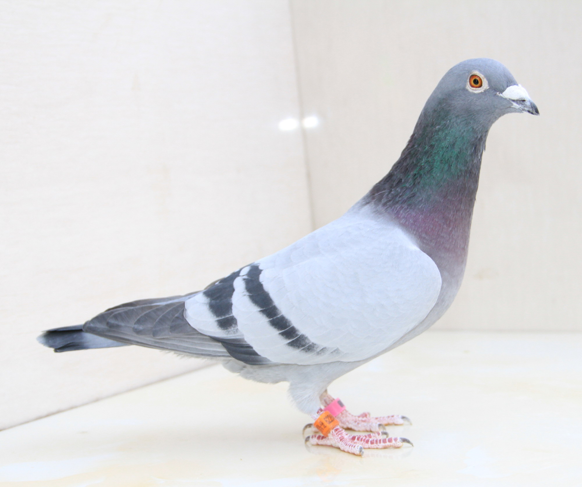 【奶酪094直孙女】 保证金级 拍卖