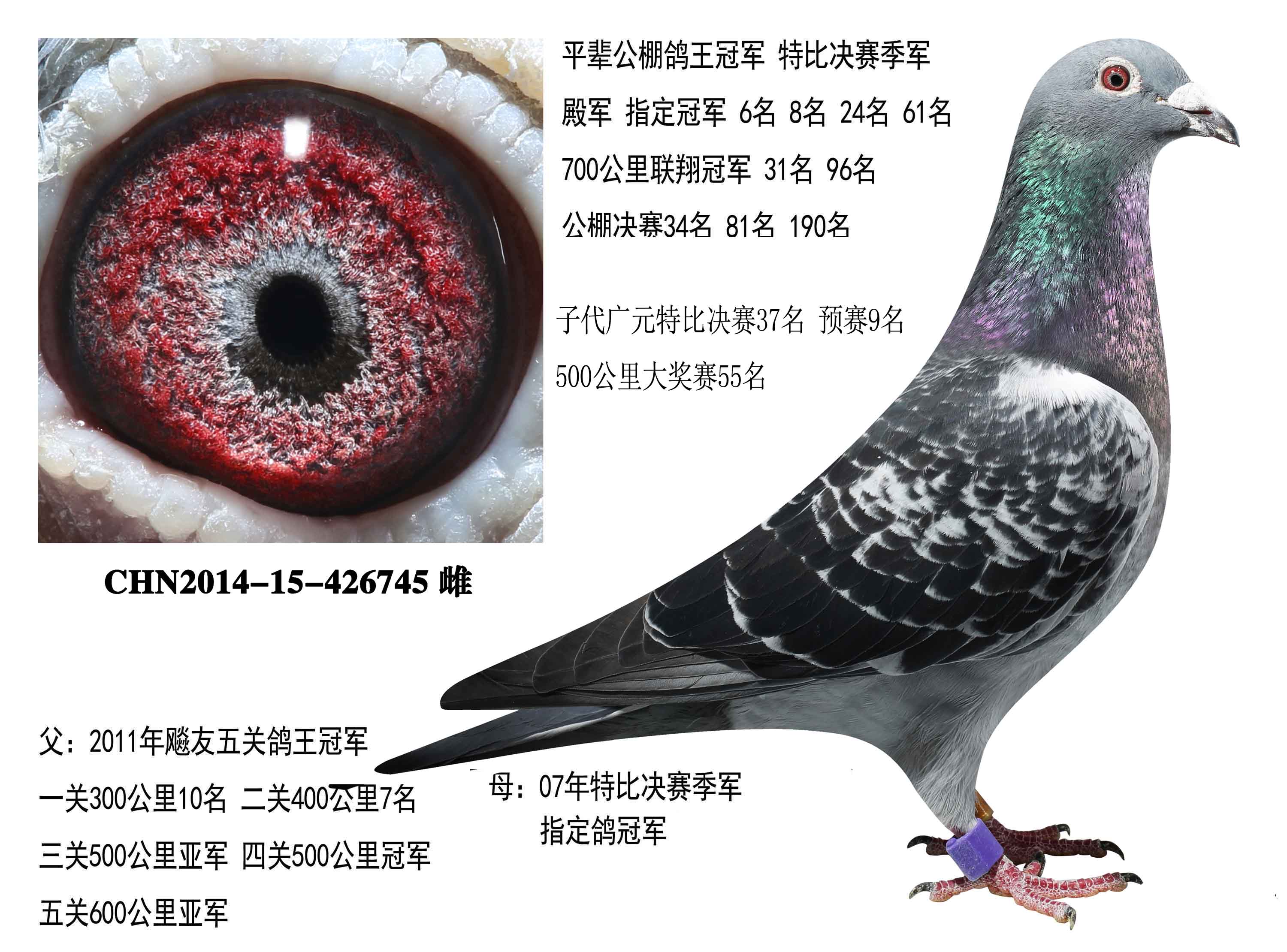 信鸽在线拍卖平台 - 中国信鸽信息网