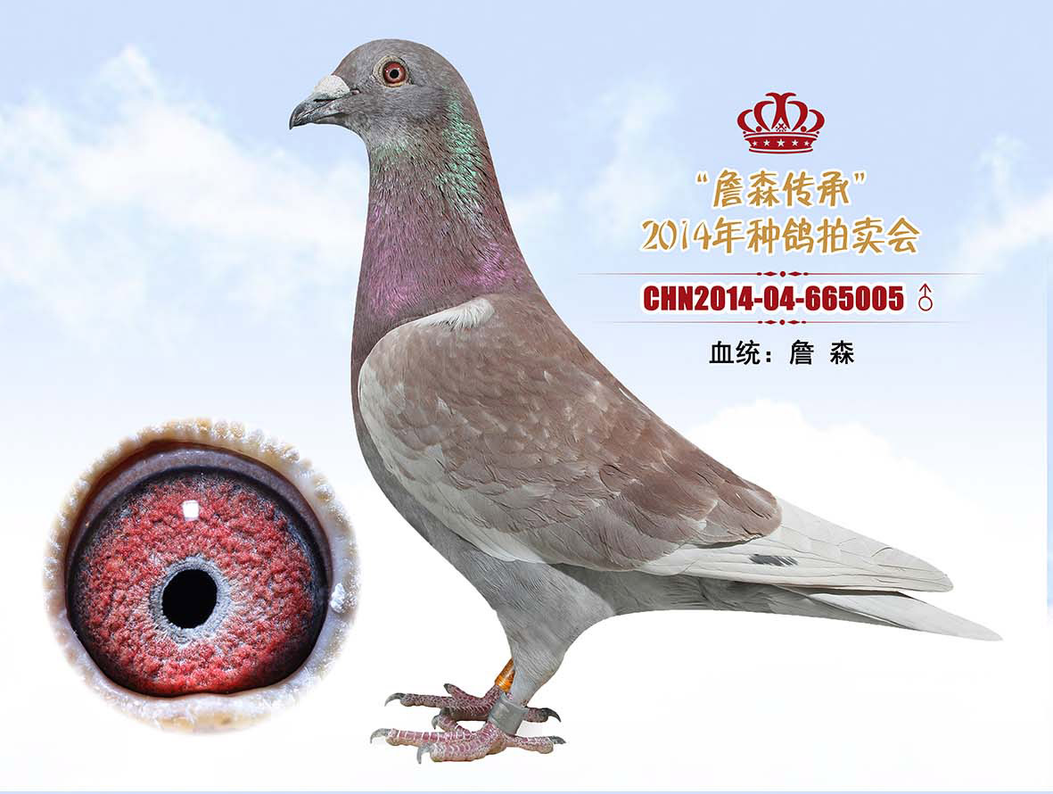 牡丹江壹号鸽舍 - 中信网铭鸽展厅 www.ag188.com