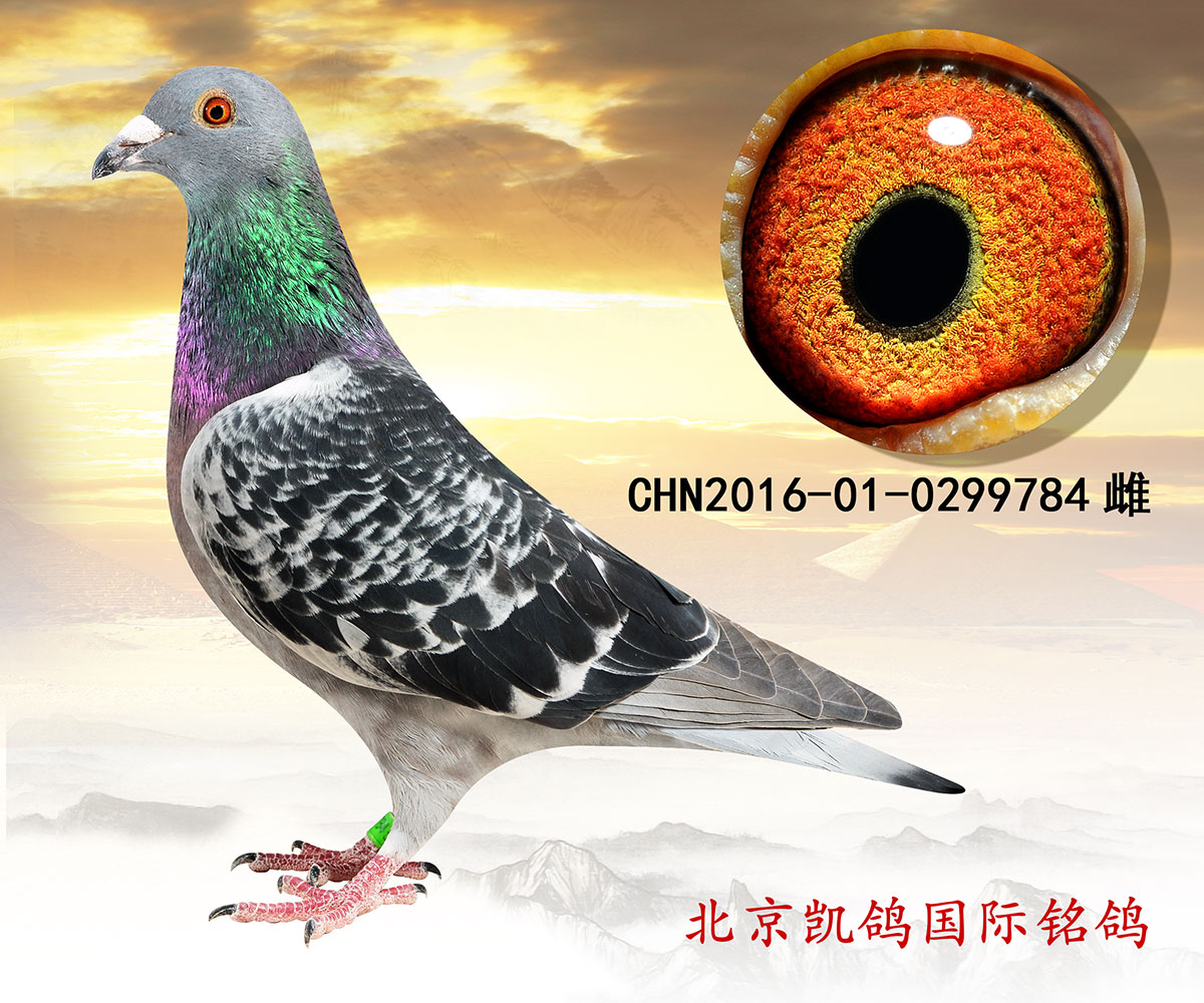 信鸽在线拍卖平台 - 中国信鸽信息网
