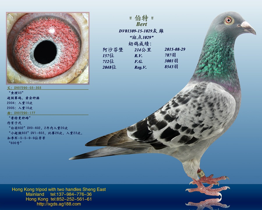 德国/出自顶级配对"无环号"血系 保证金级 拍卖