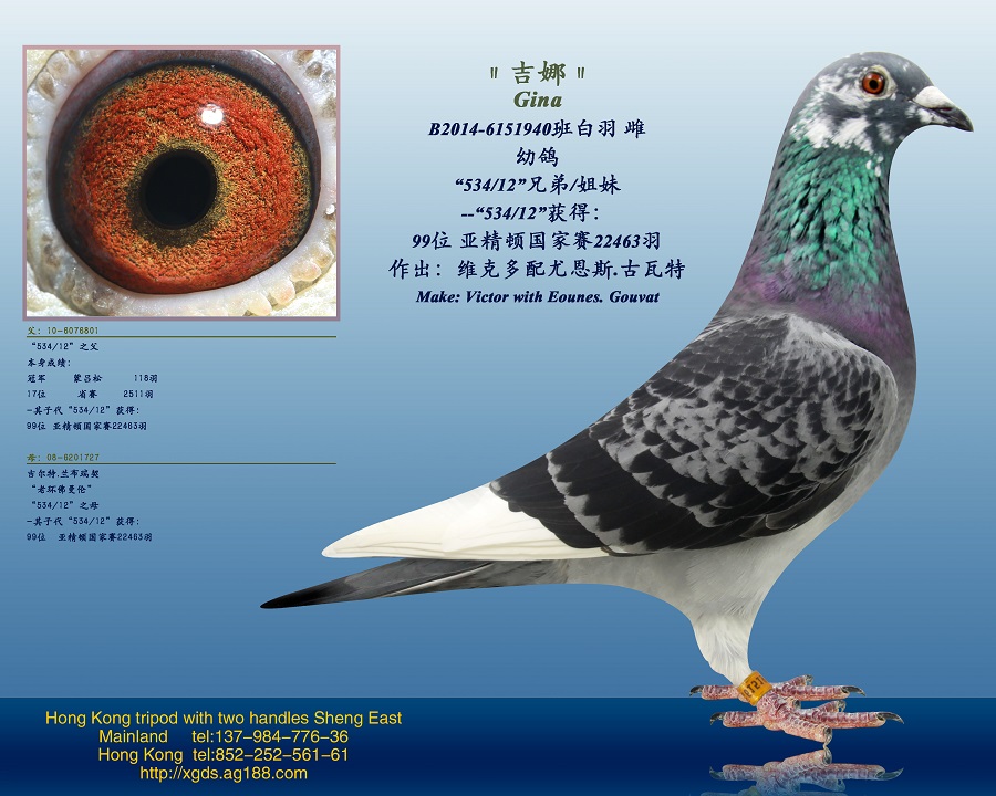 信鸽在线拍卖平台 - 中国信鸽信息网