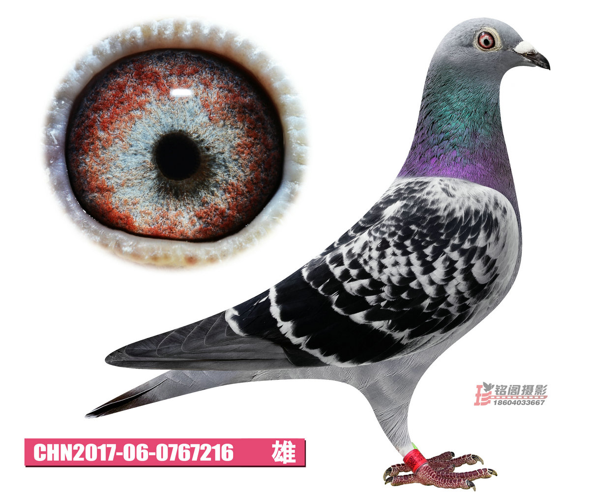 凡戴克-所向无敌216 保证金级 拍卖