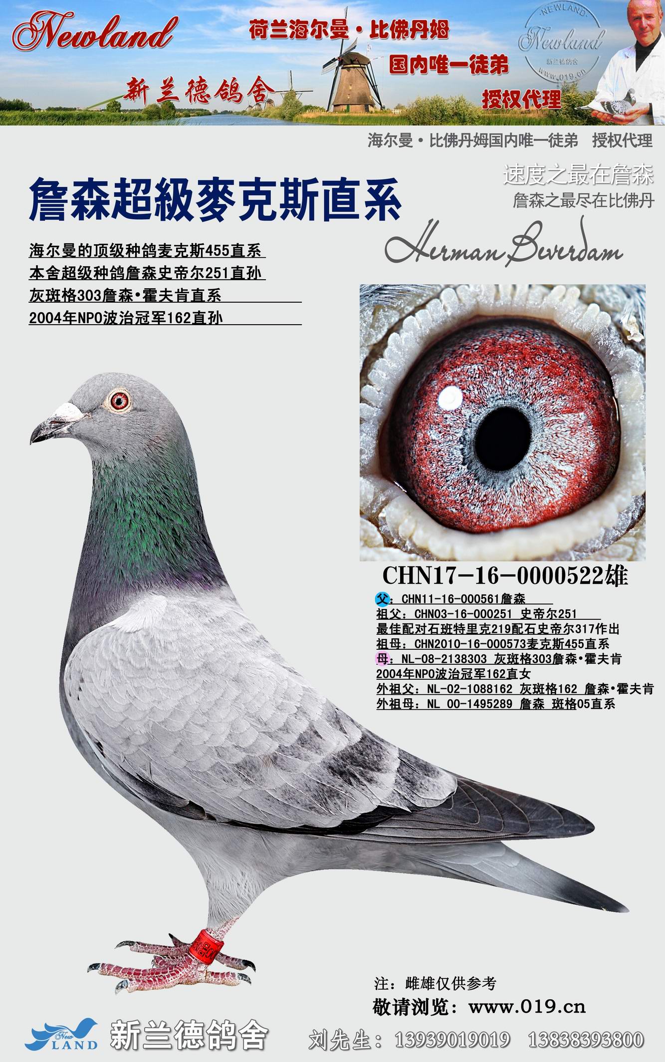 信鸽在线拍卖平台 - 中国信鸽信息网