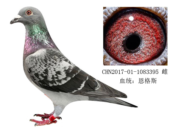 >> 查看拍卖商品