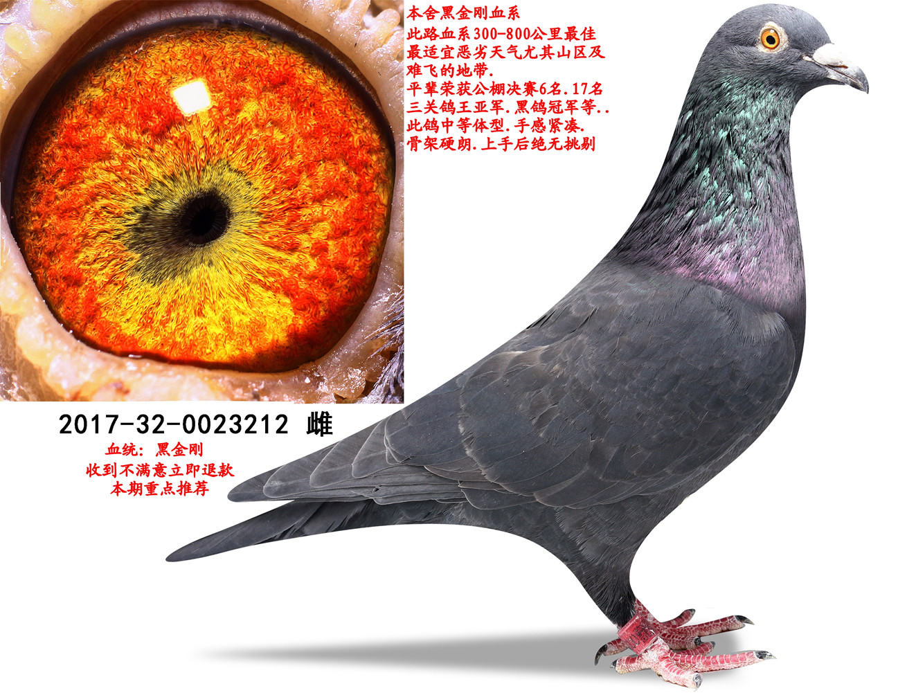 信鸽在线拍卖平台 中国信鸽信息网