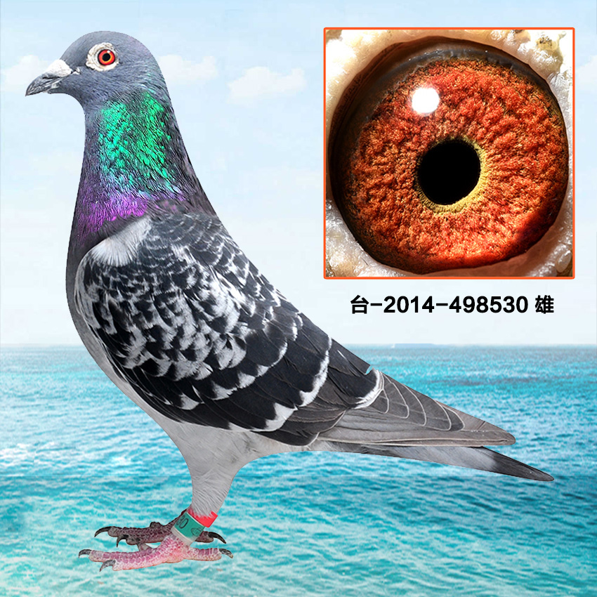 台湾赛季鸽职业联盟 - 中信网铭鸽展厅 www.ag188.com