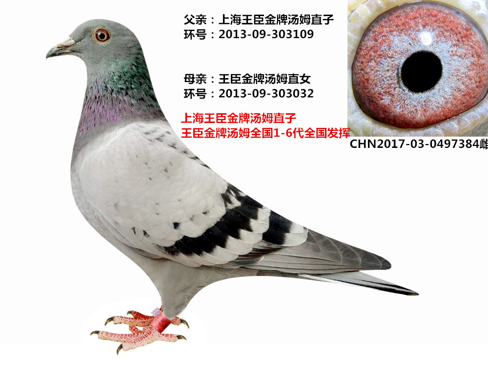 王臣金牌汤姆近亲回血 保证金级 拍卖