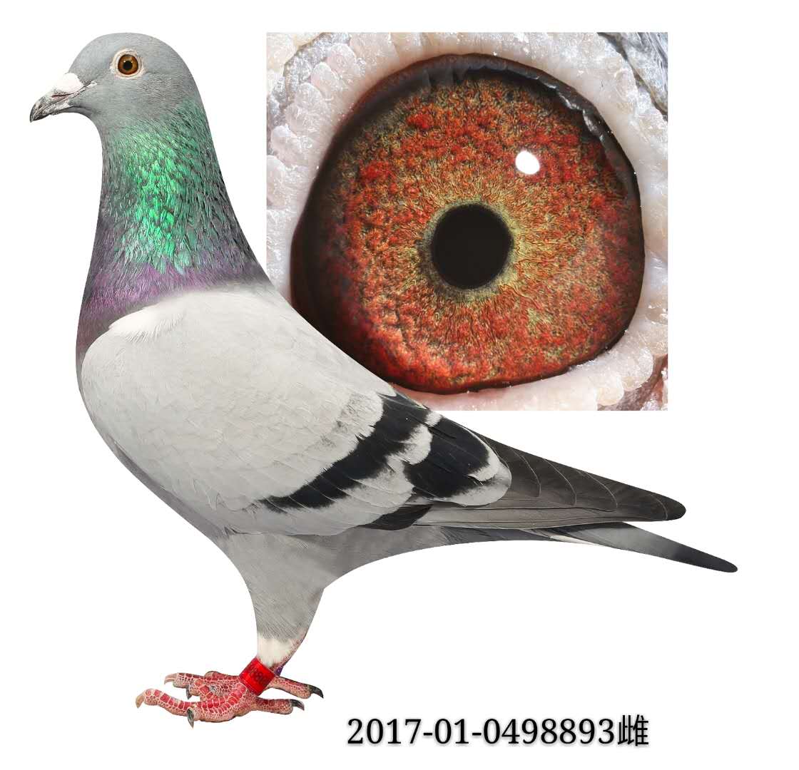 凡龙 保证金级 拍卖