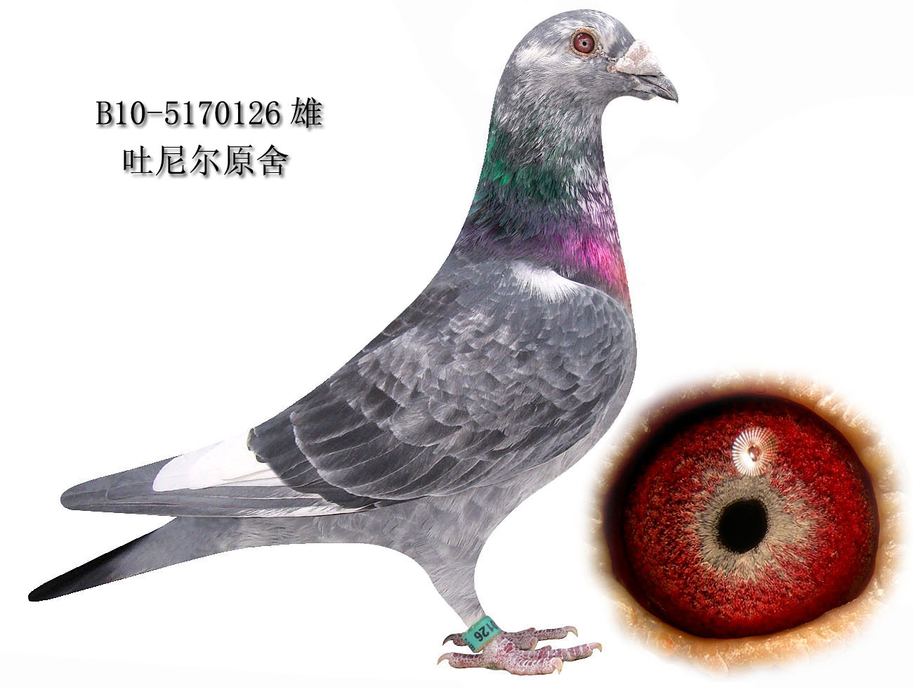 空运:按次数计算,得标1羽及多羽,每次均按300元支付,鸽友必须自行到