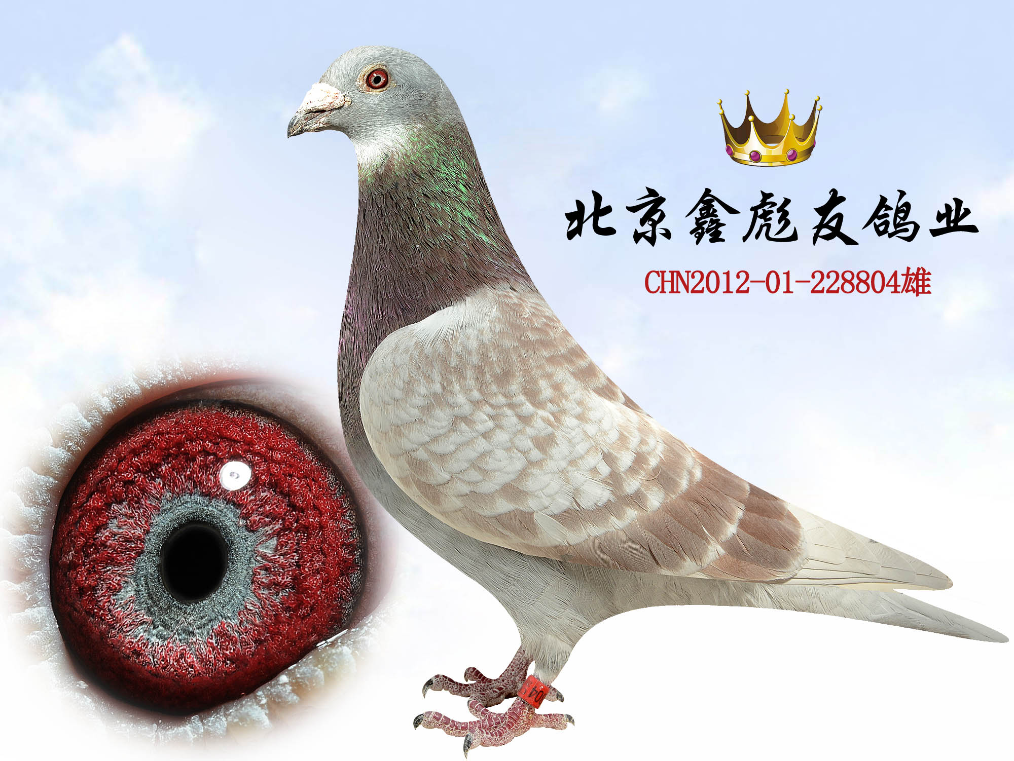 詹森红狐731 种雄 保证金级 拍卖