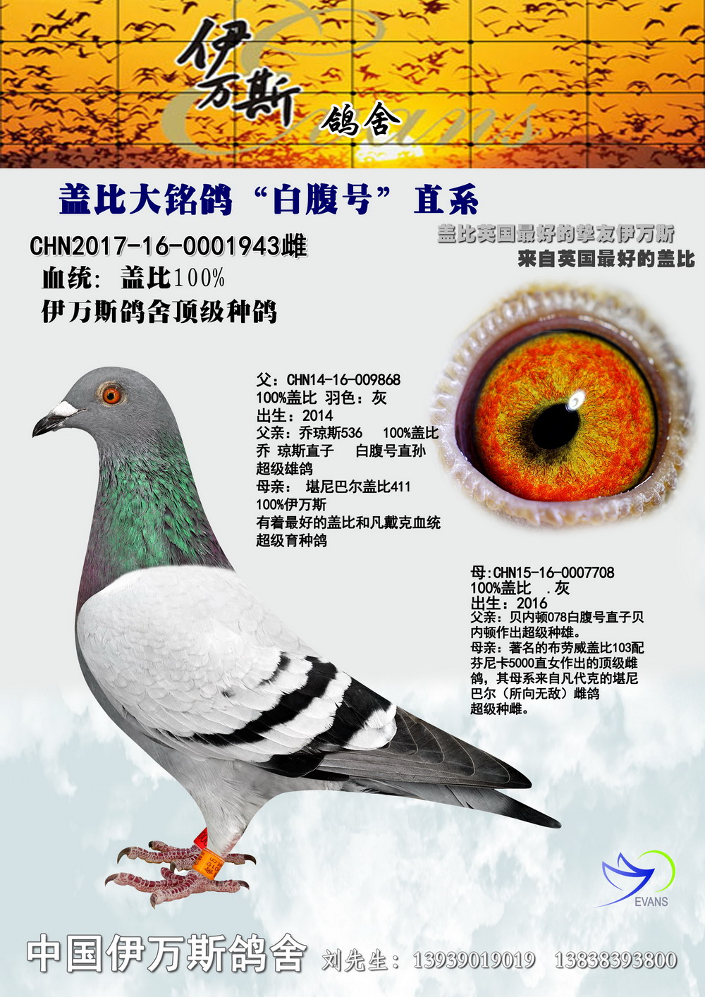 盖比大铭鸽"白腹号"直系 保证金级 拍卖