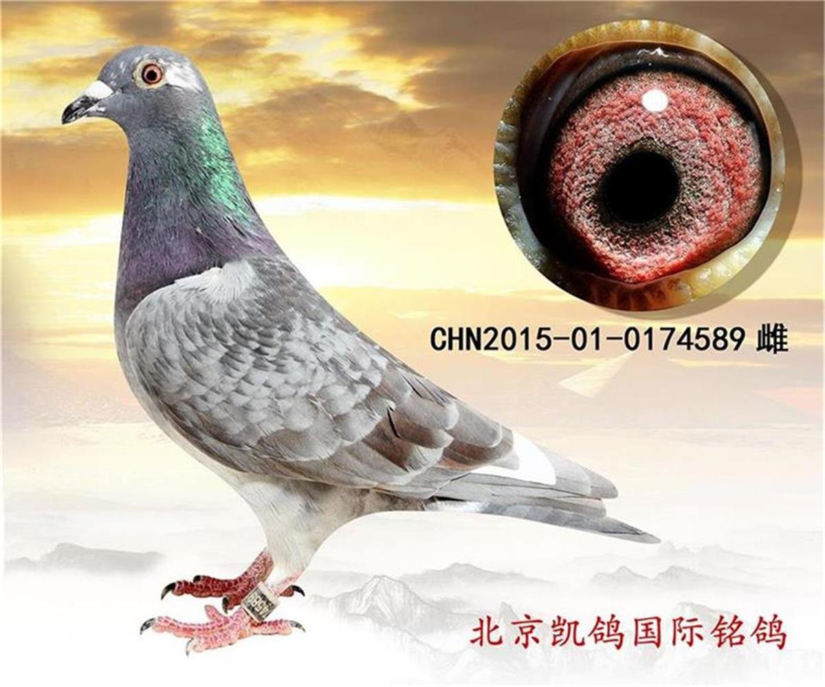 信鸽拍卖首页 拍卖专题 >> 查看拍卖商品 相关图片 目前尚无图片!